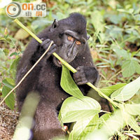 黑冠猴平日愛群居生活，並會在眾猴中選出一隻當首領。