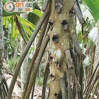 林中除了數千棵海底椰樹，還有多種棕櫚科植物。