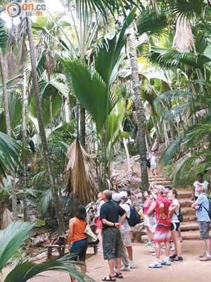 種了數千棵海底椰樹的Vallee de Mai，於1983年被列入世界自然遺產。 