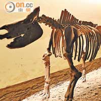 水洞溝曾發掘出很多古代珍獸的化石遺骸，包括披毛犀牛。