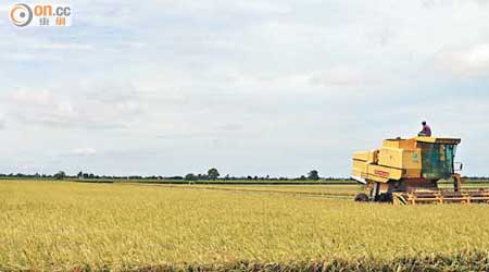 作為馬國主要稻米產地之一，適耕莊每逢6月及12月都會出現一片金黃稻海的風景。