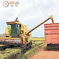 適耕莊的稻田，已全面機械化運作，不時見到大型收割機及貨車穿梭。