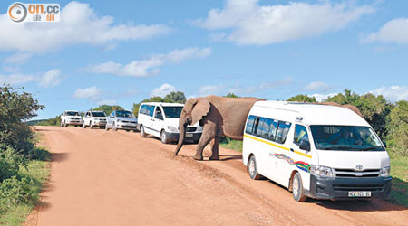 不設分隔人和野生動物的圍欄，非洲象能自由跨越馬路，故駕駛者常會熄匙停車等候。