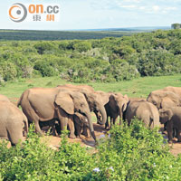 下雨後，水塘數目增加，象群可躲在叢林深處，所以乾旱時間才容易見到象群。