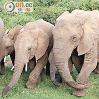 非洲象是母系社會，雄性小象約長大至20個月便會離開象群，獨自生活。