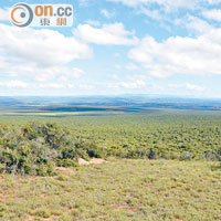 Addo擁有南非獨特的Fynbos植被生境。