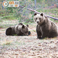庫赫莫是棕熊數量最多的地區。