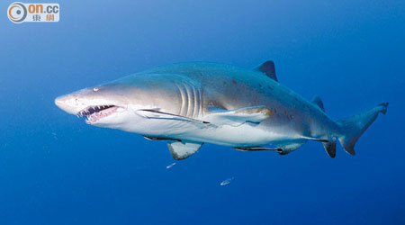 錐齒鯊又名「灰護士鯊」，牙齒鋒利得像剃刀，樣子看似兇神惡煞，卻不會食人。