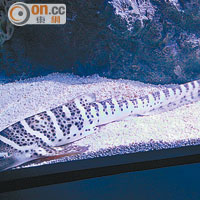 在香港常見的豹紋鯊BB，英文名卻叫Zebra Shark。