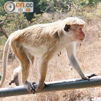 登上石寺的山徑，除可欣賞優美的森林景致，沿途更有猴子相伴。