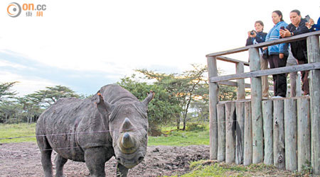 非常善良的黑犀牛Baraka，是保護區的親善大使。