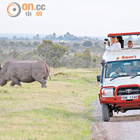 野生犀牛難得一見，吉普車爭相駛近觀看。