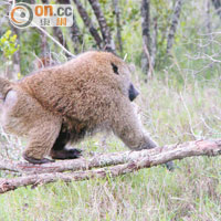 保護區內也見狒狒，通常集體活動，這頭肥的是老大，斤両十足。