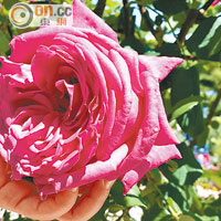 園內四處種滿不同顏色並擁有細緻香氣的玫瑰花，非常奪目。
