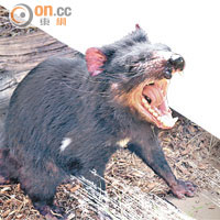 全肉食性的袋獾出名臭脾氣，若得臉癌時會生滿臉瘤，好陰公豬。