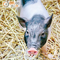 小豬的排泄物可用來施肥，不過不知小豬吃甚麼？