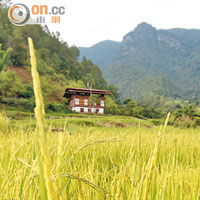 10月的Punakha正值稻米收成期，金黃色的稻穗滲出陣陣香氣。