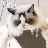 澳洲布偶貓Mini十分貪睡，長期躲在垂吊的貓架上。
