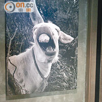 店內掛有Kinsale當地可愛的羊咩咩照片，感覺輕鬆自然。