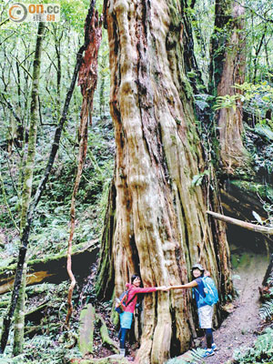 巨木群內有數十棵千年紅檜木，頂天立地，站在巨木前大家頓成小矮人。