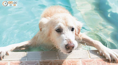 新主人會隔周帶家中兩頭愛犬到狗公園玩耍，「金金」最愛在泳池游泳。