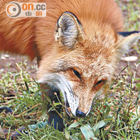 狐狸正餐吃鮮肉製的狐糧，但也會貪玩吃草。