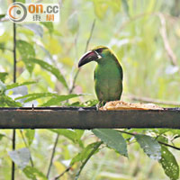 雀鳥篇<br>緋腰巨嘴鳥 Crimson-rumped Toucanet<br>這頭綠色緋腰巨嘴鳥被木架上的大蕉吸引而來，其笨重的嘴喙說明了牠偏愛吃水果，而且腰部（一般難以觀察）的紅色羽毛是其特色。