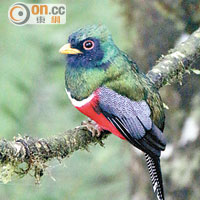 白領美洲咬鵑 Collared Trogon<br>這隻雄性白領美洲咬鵑似足「大隻佬逼爆Tee」，是Mashpi常見的雀鳥，注意咬鵑科雀鳥的腳出奇地弱小，不愛持續飛行，多愛站立於樹冠層中，較易被龍友捕捉到牠的雄姿。