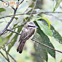 金頂大嘴霸鶲 Golden-crowned Flycatcher<br>腹部金黃色的金頂大嘴霸鶲分布於南美洲多國，英文名「Flycatcher」透露了鶲科的雀鳥能捕捉半空中的昆蟲，而且愛徘徊同一枝頭霸地盤。