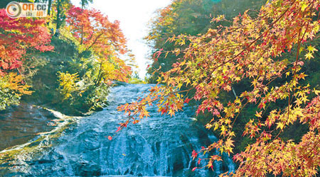 落差有30米的粟又之瀧，潺潺流水跟紅葉構成難以言喻的美麗圖畫。