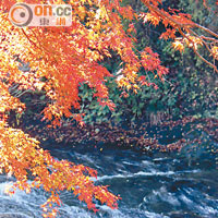 小橋流水聽得多，但紅葉流水似乎更吸引。