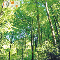 工作坊以林木業的發展為例，探討如何就氣候、環境的轉變調整營運策略。