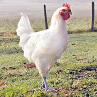 法國布雷斯雞身上有齊紅白藍3色，幼時走地放養，食用天然飼料。（互聯網圖片）