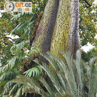 植物園再分拆成多個主題的花園，培植世界各地的奇珍品種，如這棵樹幹長刺的巨樹。