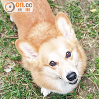 阿Lam是Bonnie第一隻養的狗，性格活潑好動，最愛玩波波和游水。