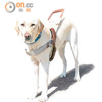 Range屬拉布拉多犬，在名古屋出世，由當地的導盲犬協會贈予HKSEDS。
