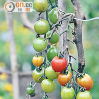 有機田園出產的蔬果多達90種，蕃茄比較容易種植。