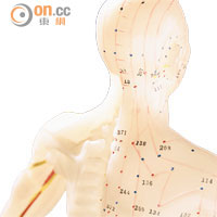 經絡學說是闡述人體經絡系統的循行分布、生理功能、病理變化及其與臟腑相互關係的理論體系。