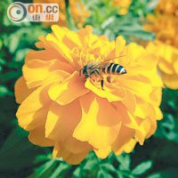 試相區<br>使用玩具相機模式配合微距功能拍攝，花卉上的蜜蜂清晰可見。