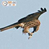 麻鷹是本港常見20種猛禽之一，百年前已定居香港。