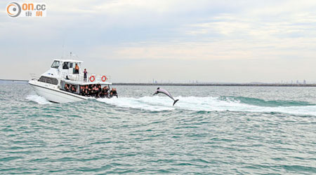 海豚見水流急湧，乘勢騎上浪頭玩幾下花式（Wake-riding），團友總算捕獲到兩眼。