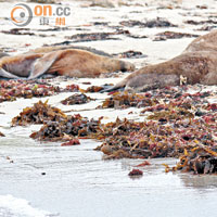 躺在海草堆中的海獅，遠看以為是垃圾。