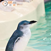 全球體質最小的企鵝，體重只有1公斤左右。