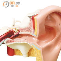 耳朵分為三部分，外耳、中耳及內耳，其中一部分受損都會影響聽力。
