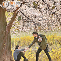 公園是當地情侶的拍拖勝地，櫻花盛開的季節更到處是韓劇般的畫面。