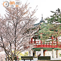 人工島上的亭台樓閣配合櫻花美景，構成一幅很有詩意的畫。