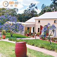 獵人谷是澳洲最歷史悠久的釀酒區域，內裏雲集近80間酒莊，是不少好酒之徒的必到地。