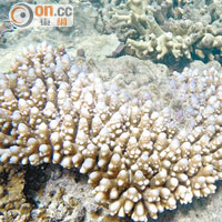 全球暖化令水溫升高，珊瑚礁也漸見白化。