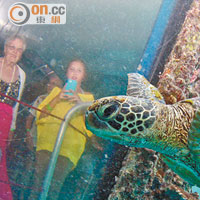 在海底觀景室，隨時可見大海龜游近浮台。