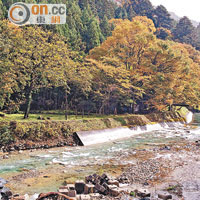 日本山區植種了大量杉樹。